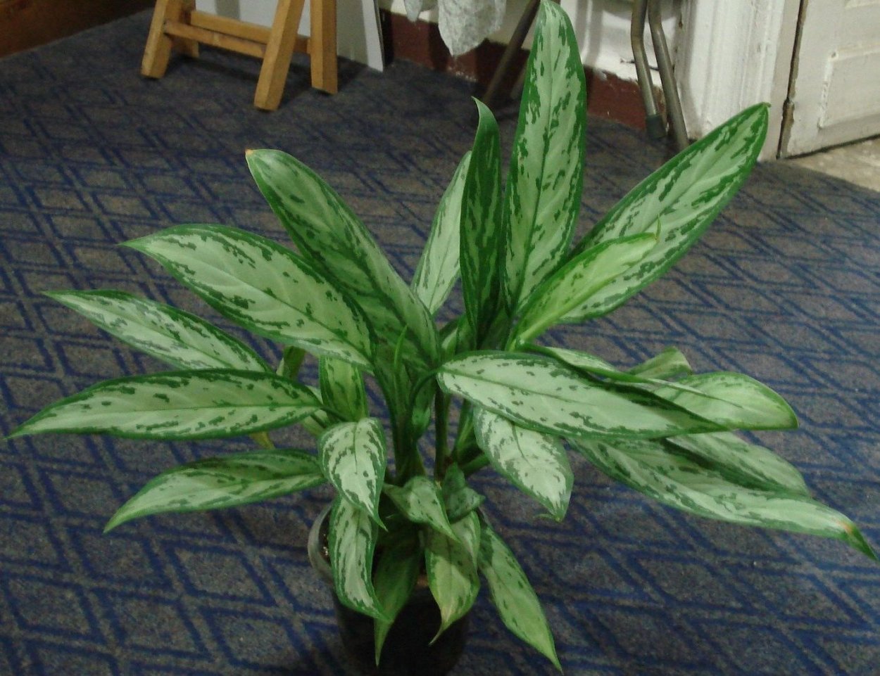 Дримиопсис (лягушатник)