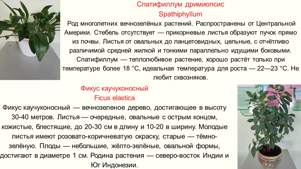 Дримиопсис паспорт растения