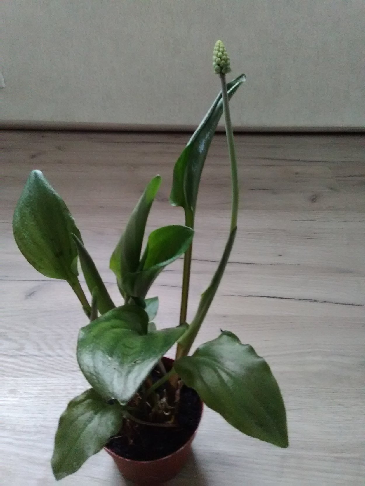 Спатифиллум Альба