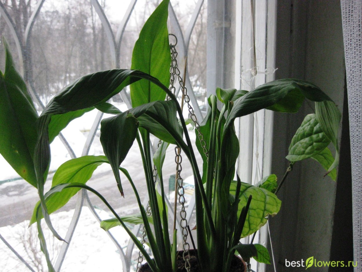 Спатифиллум Плант микс