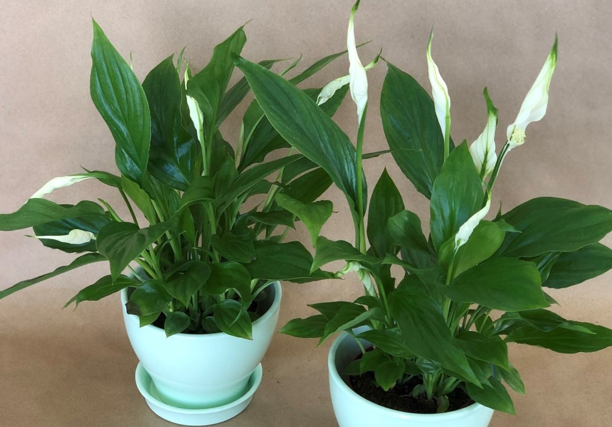 Похож на спатифиллум