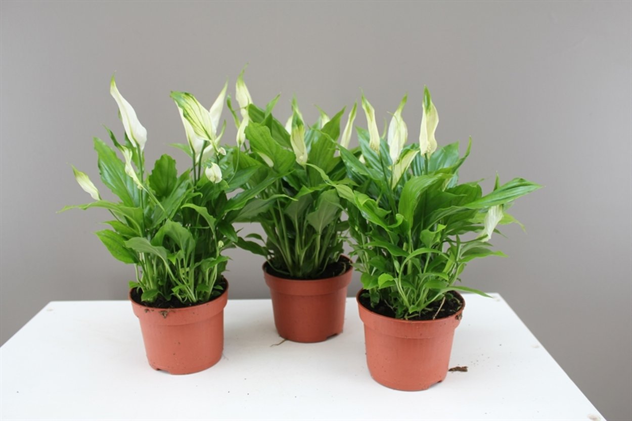 Спатифиллум луковица