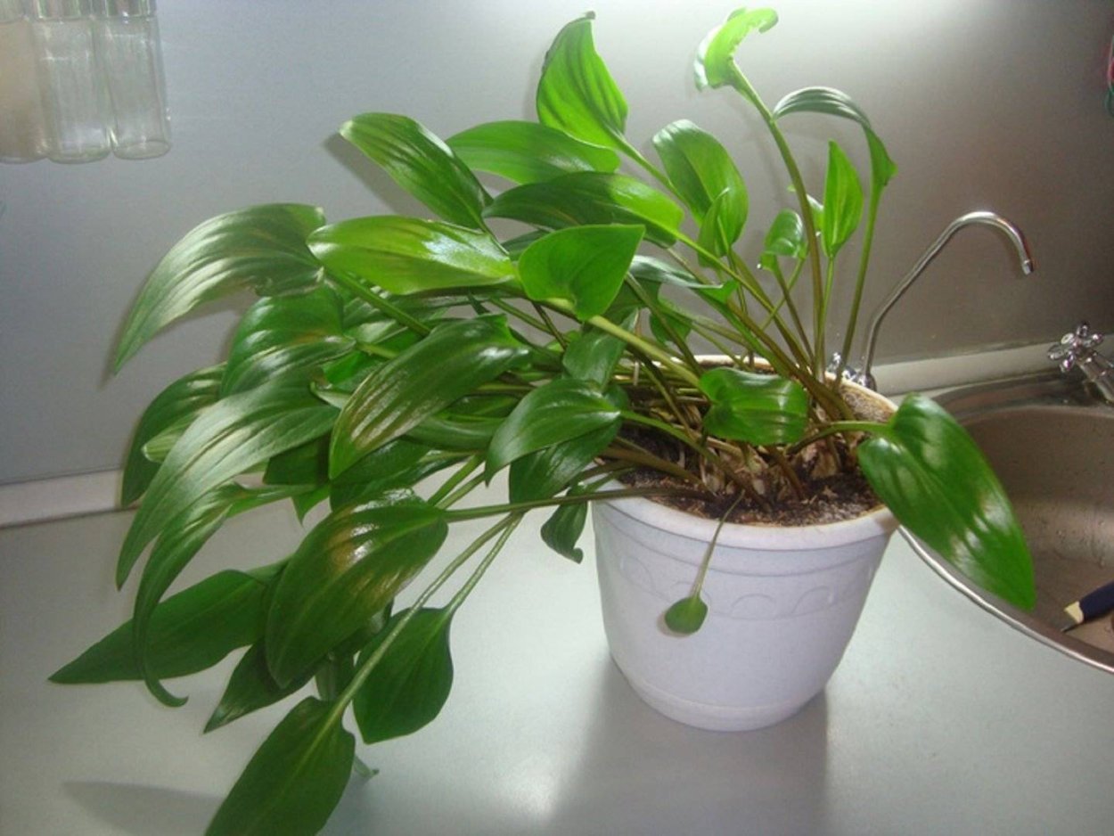 Спатифиллум Альба