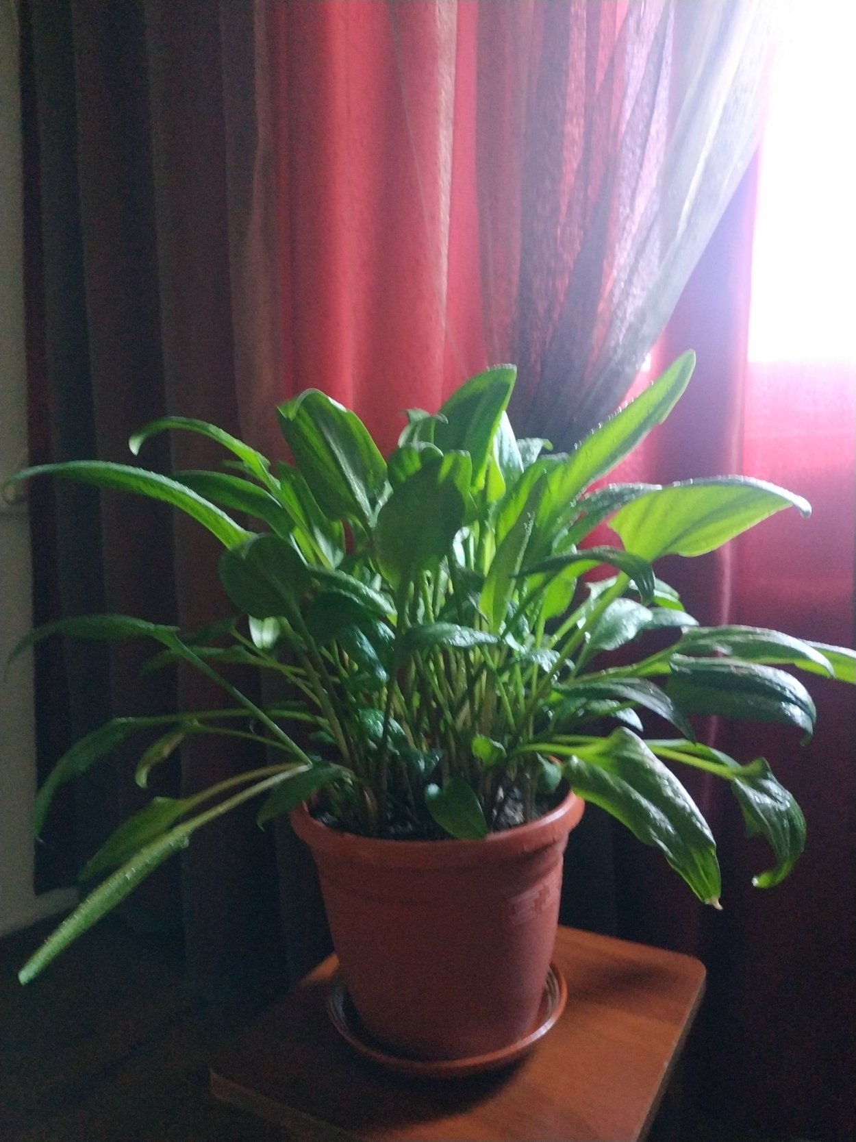 Дримиопсис пятнистый вариегатный