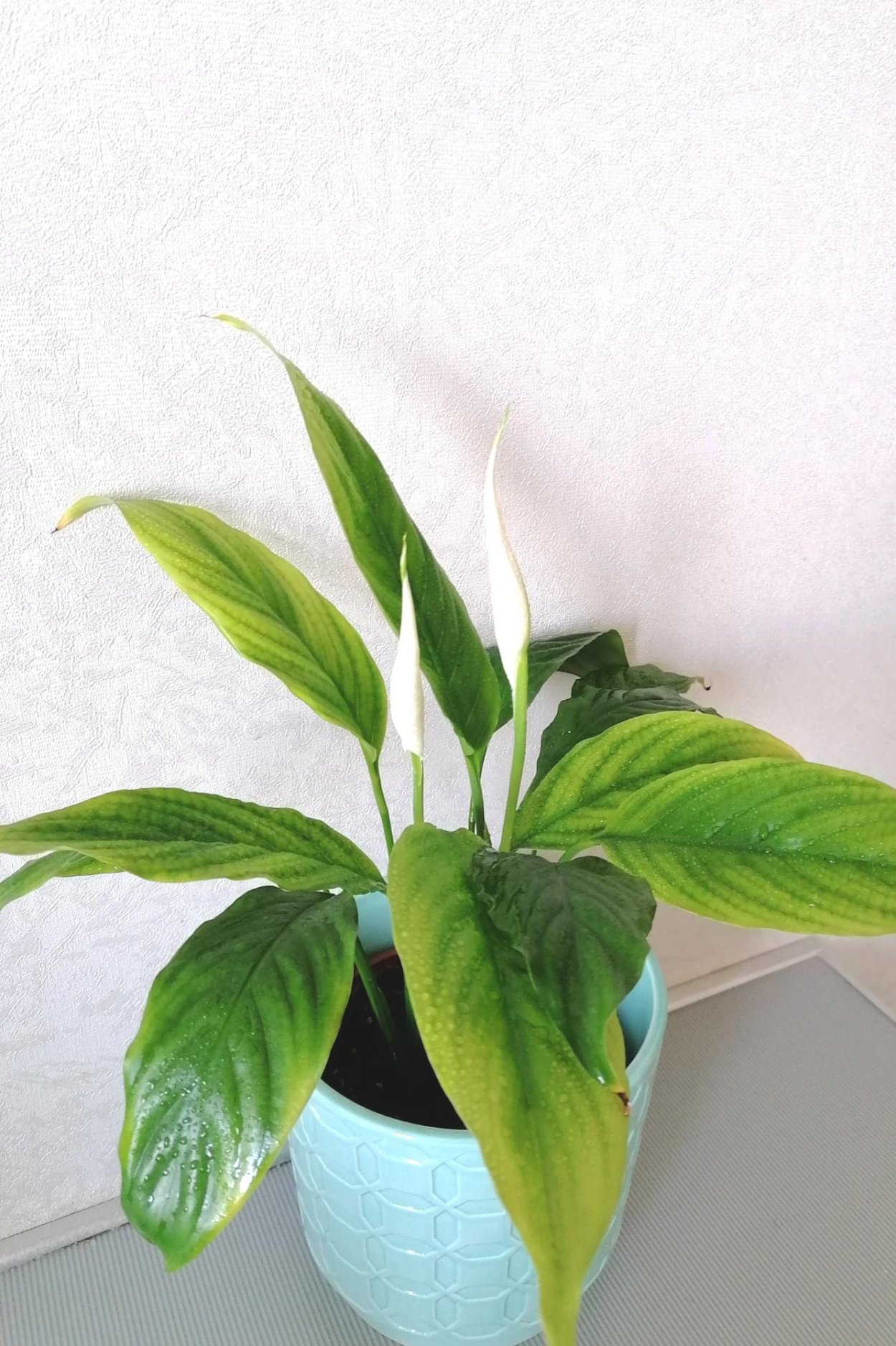 Дримиопсис цветок дримиопсис спатифиллум