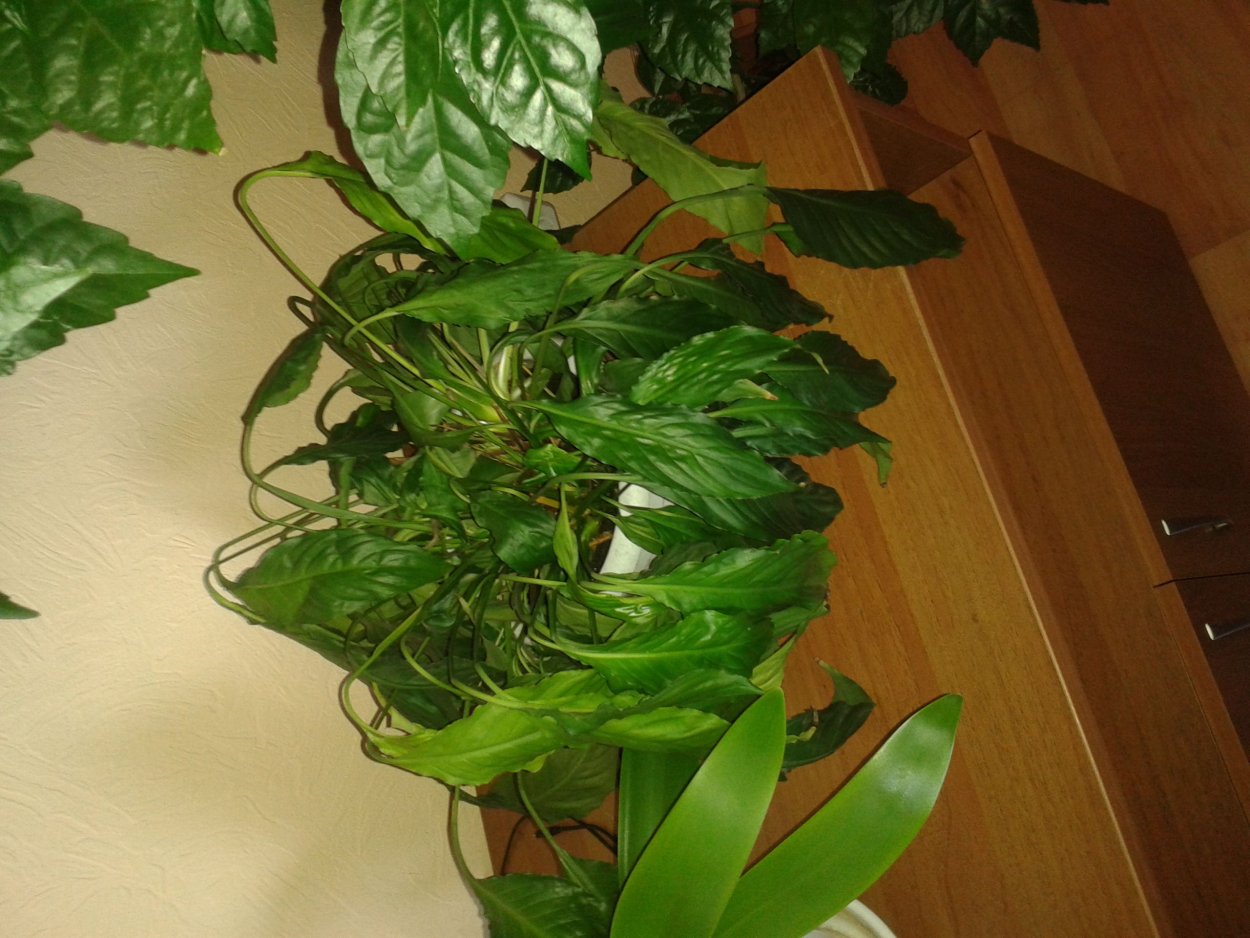 Спатифиллум (Peace Lily)
