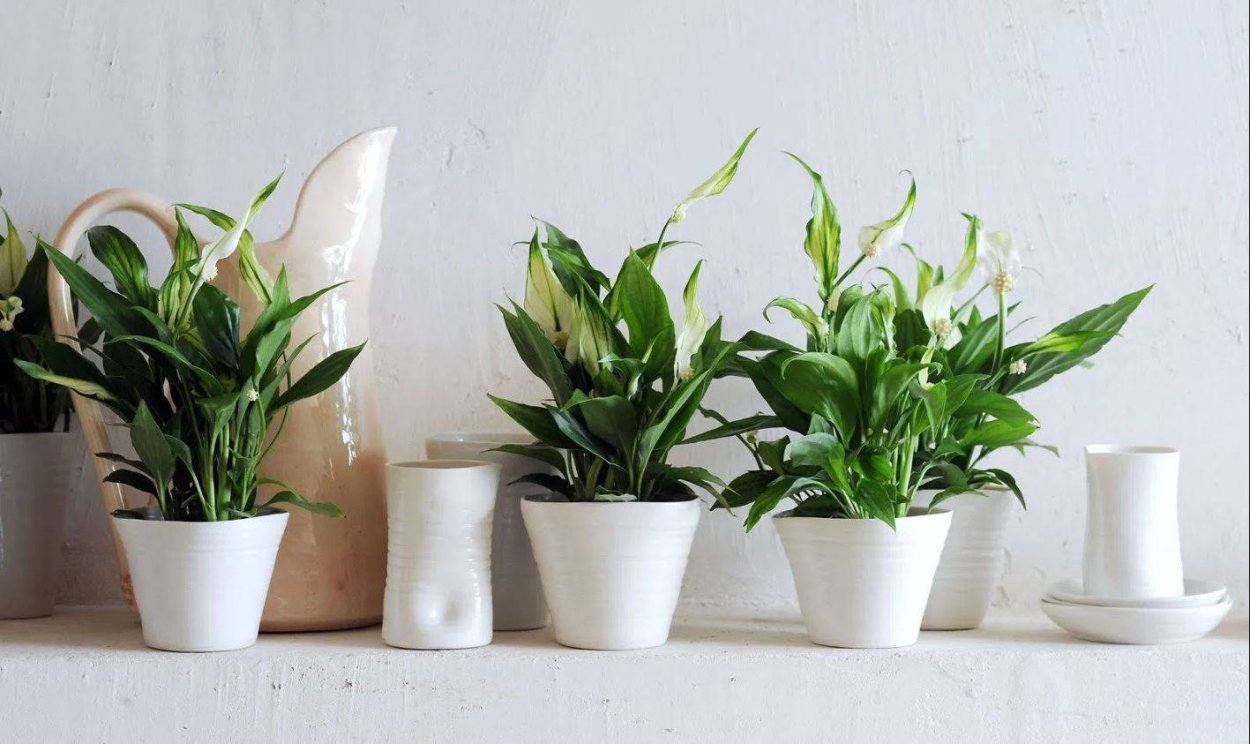 Спатифиллум Леон