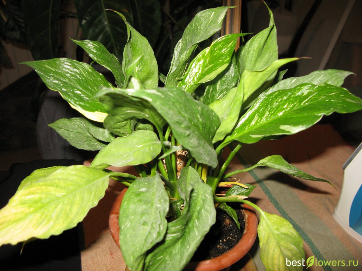 Хлорофитум спатифиллум