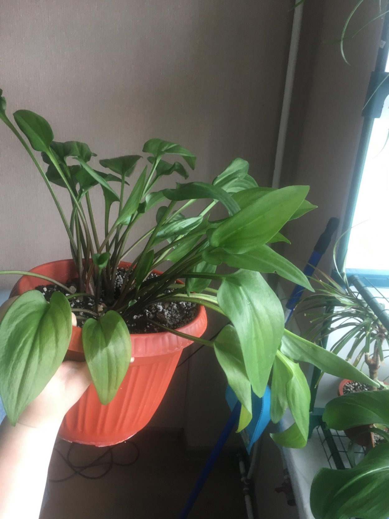 Спатифиллум Бландум