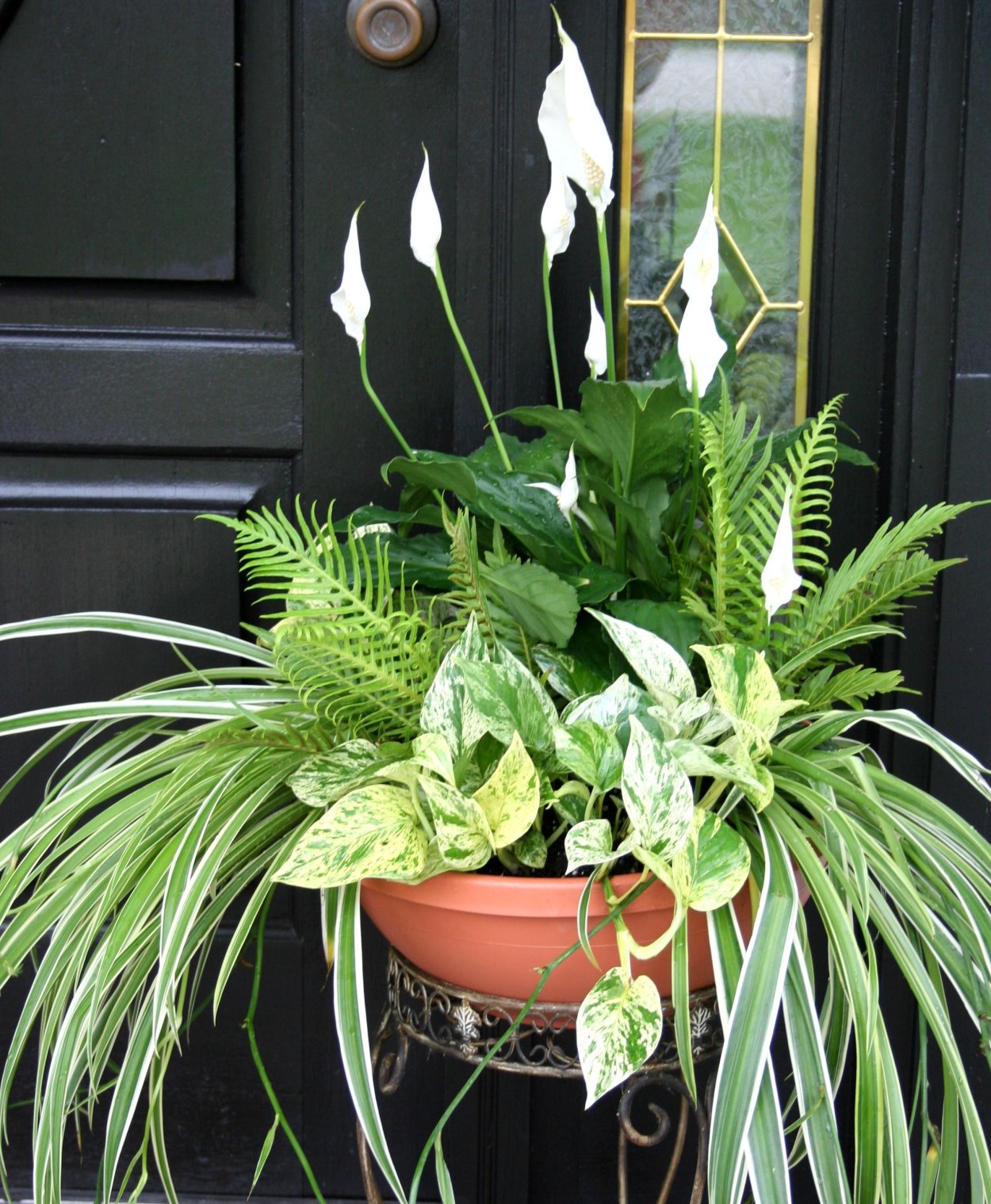 Спатифиллум Блэк