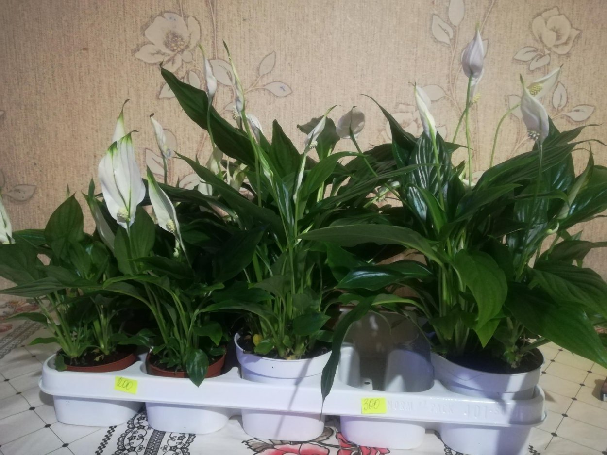 Дримиопсис в горшке