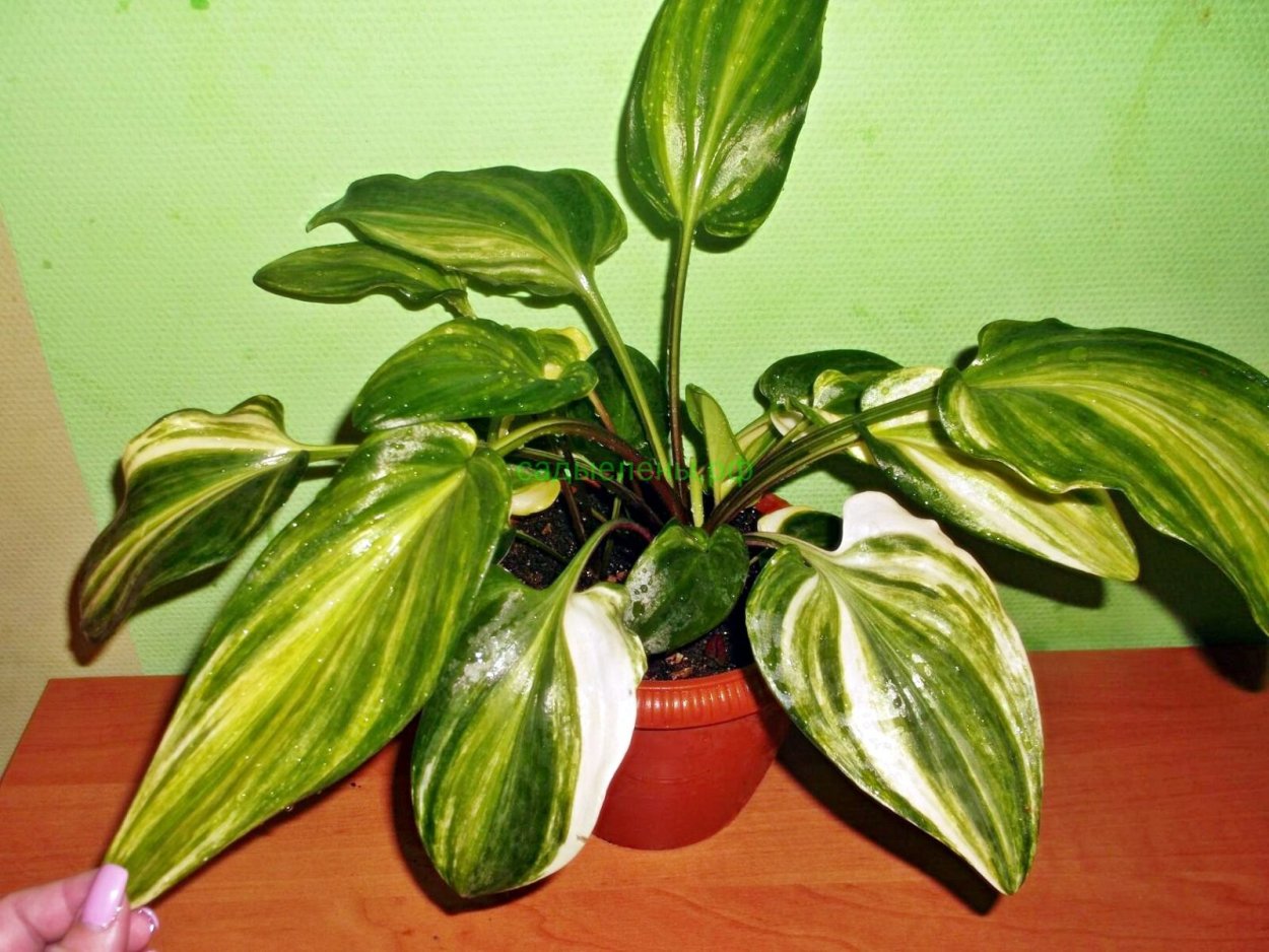 Луковичные дримиопсис