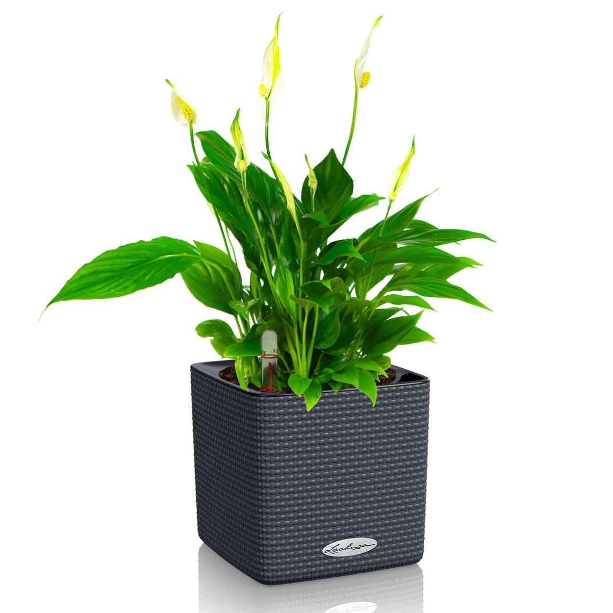 Спатифиллум Кинг