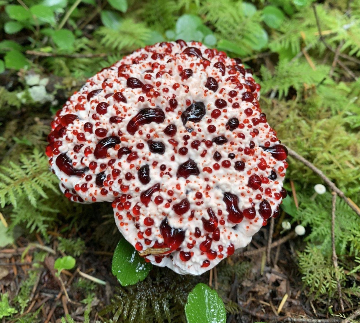 Гриб ежовик Дьявольский