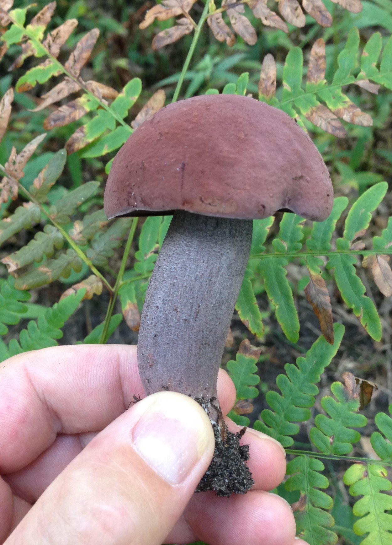 Суториус особенный гриб