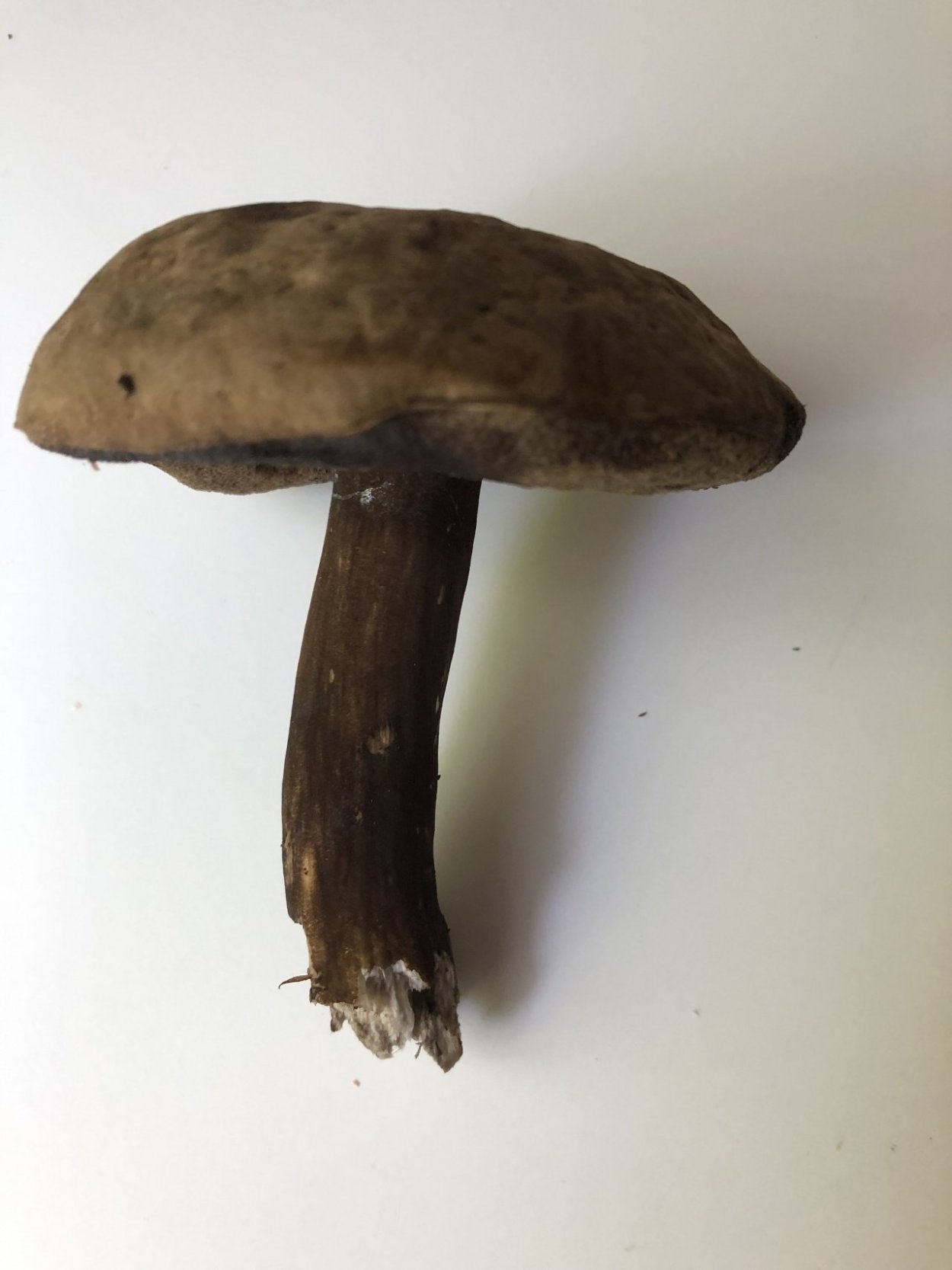 Лиственничный серый Suillus aeruginascens