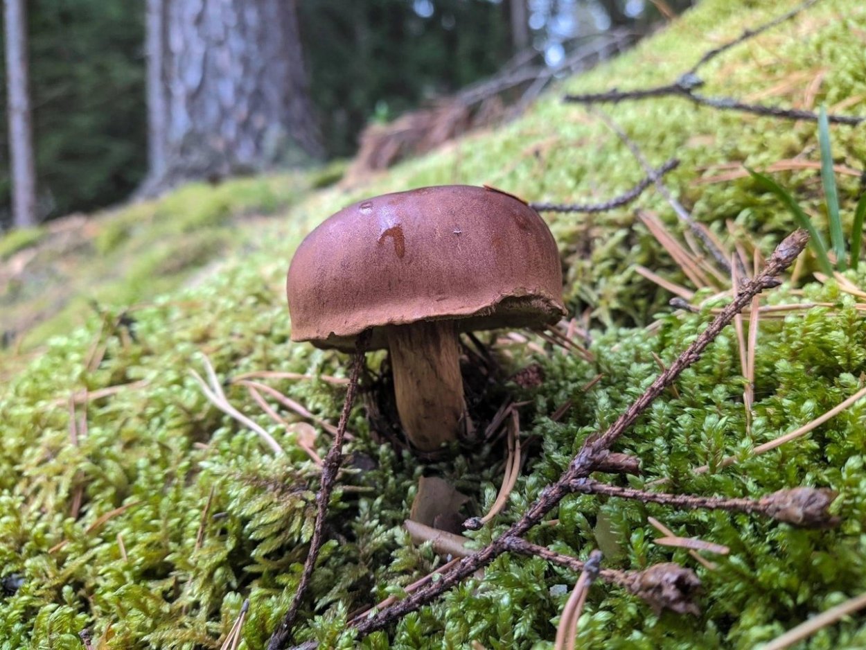 Tylopilus plumbeoviolaceus