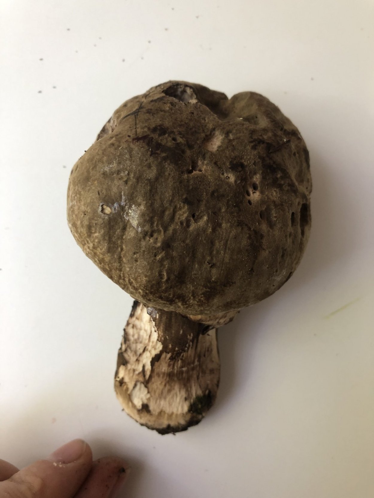 Порфировик черно бурый