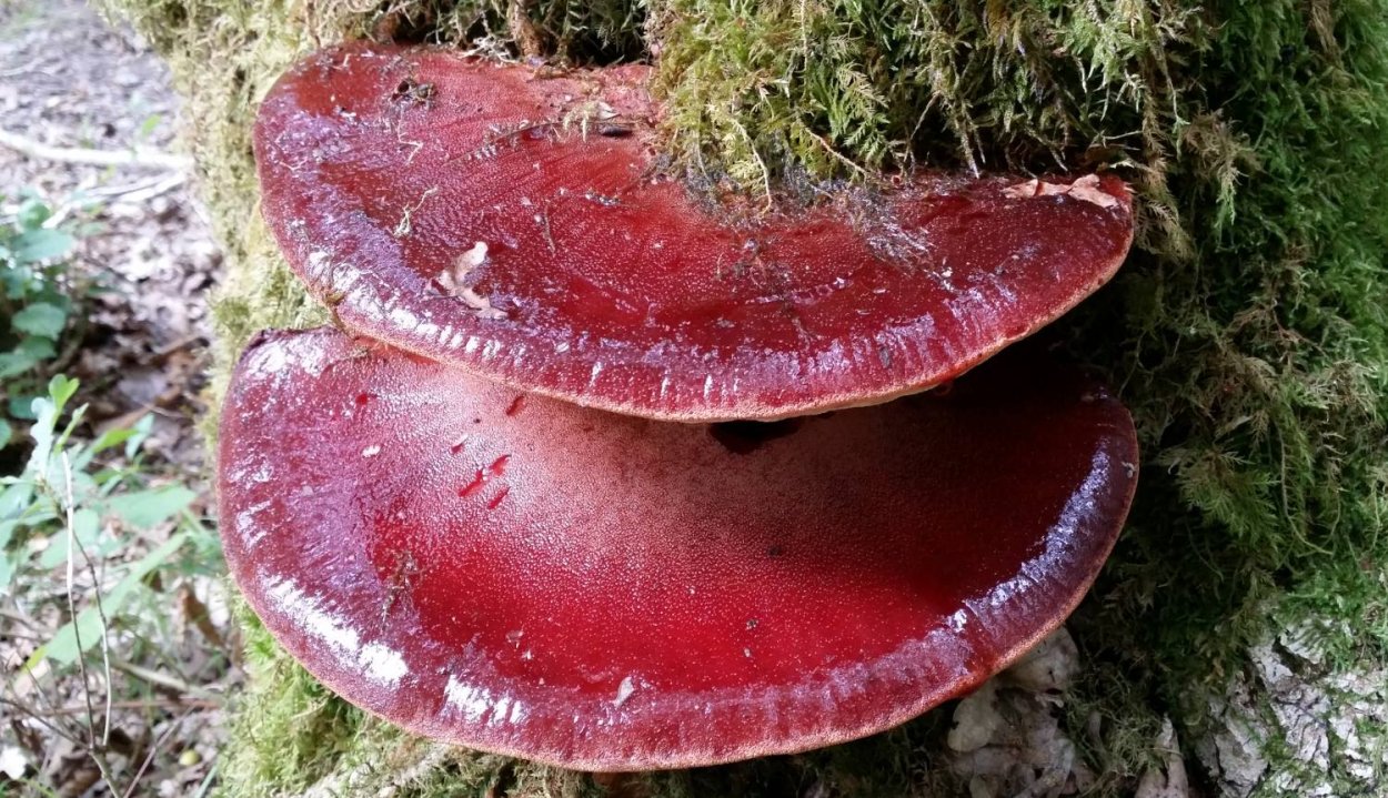 Ежовик кровоточащий / Hydnellum peckii