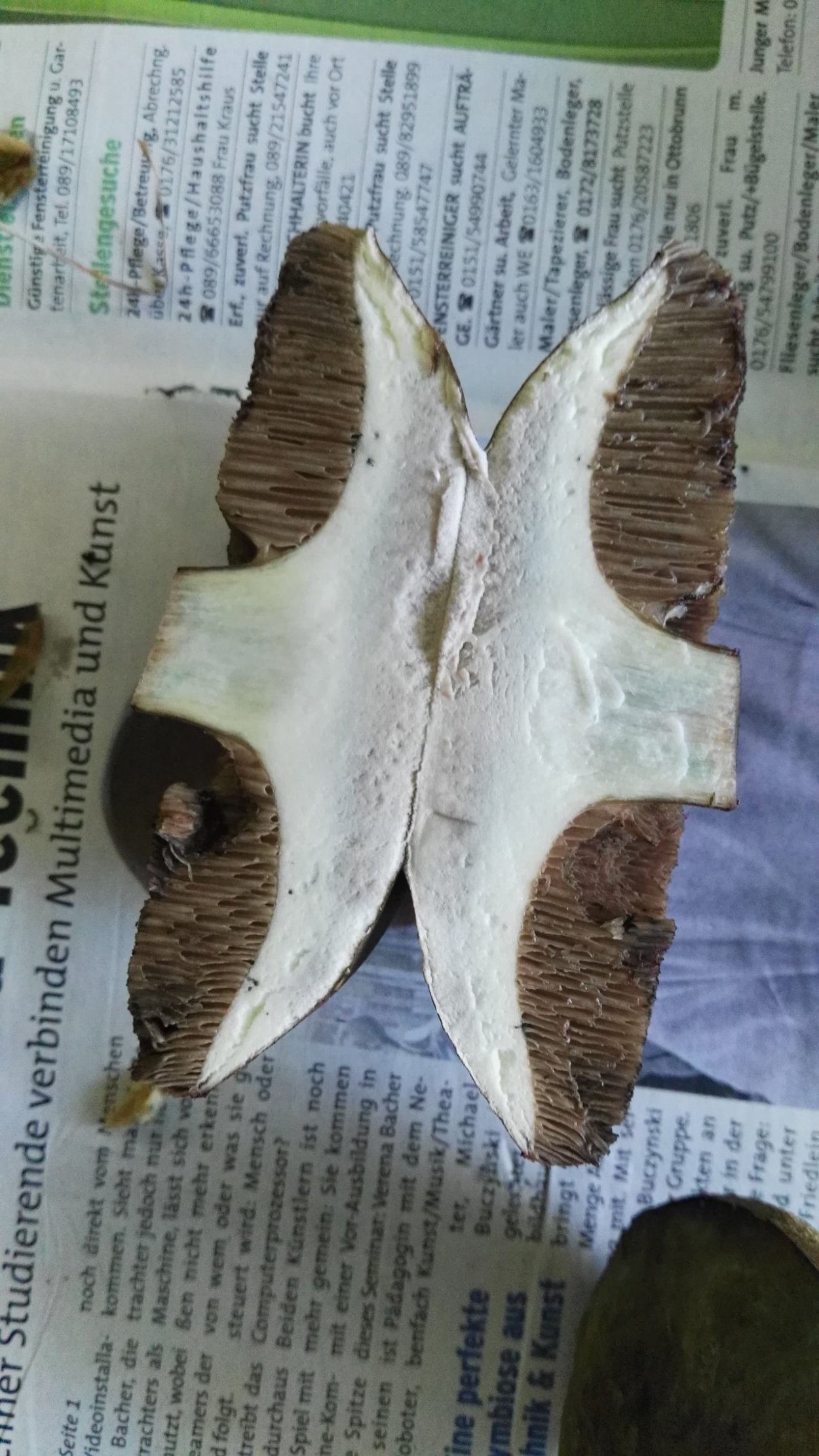 Порфировик красноспоровый