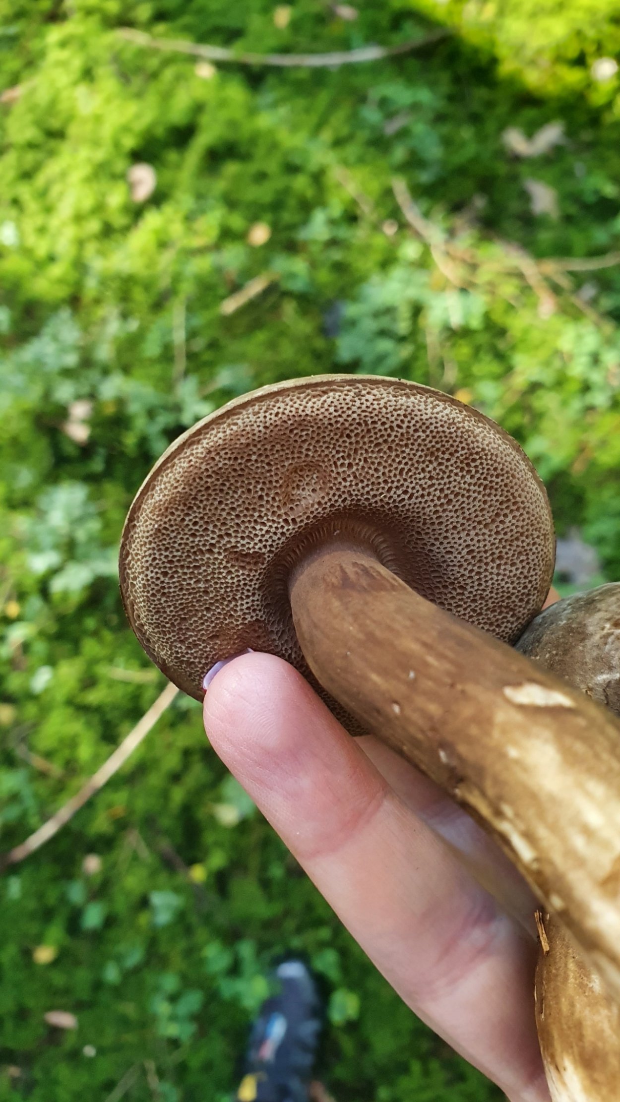 Суториус особенный гриб