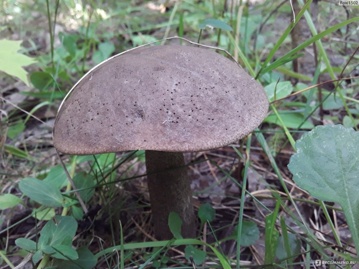 Паутинник Сосновый