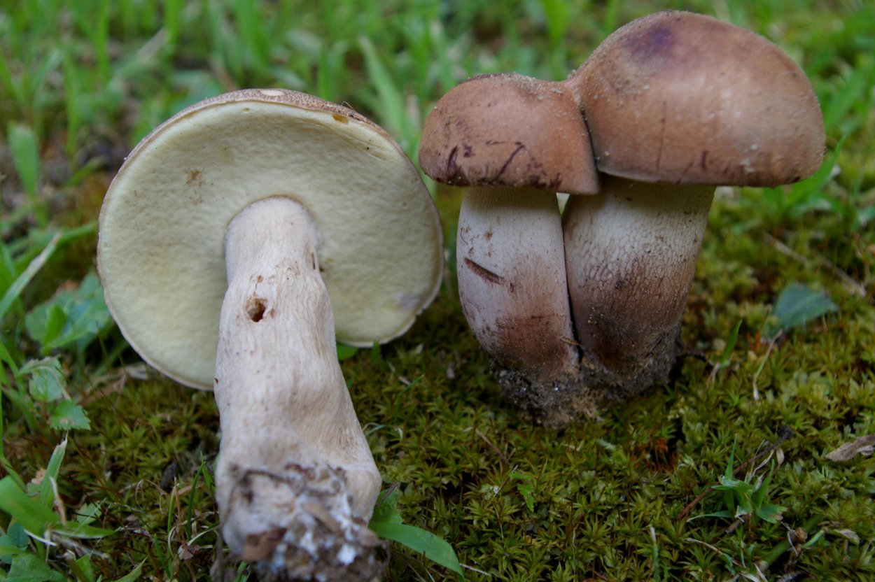 Тилопил свинцово-фиолетовый (Tylopilus plumbeoviolaceus)