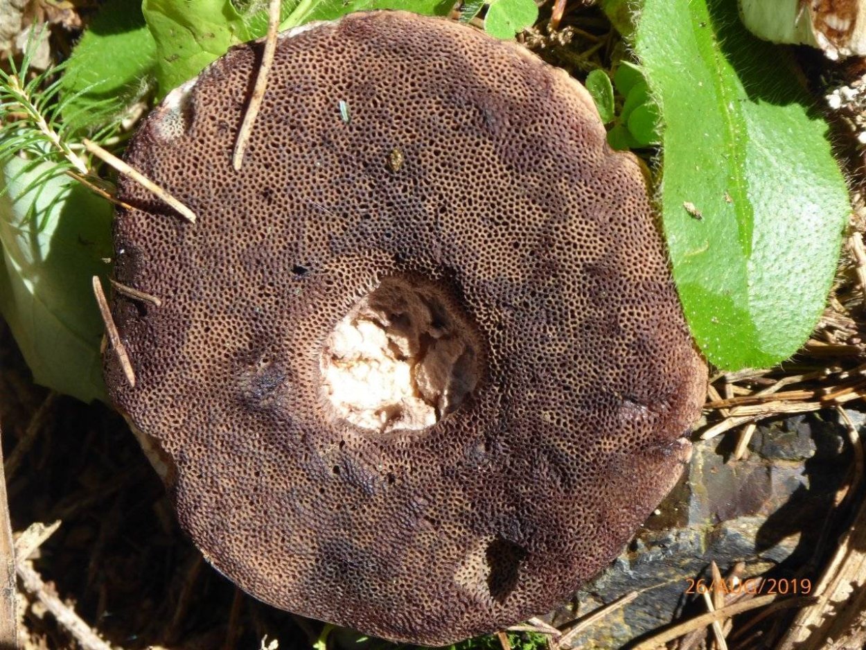 Гриб подберезовик шляпка