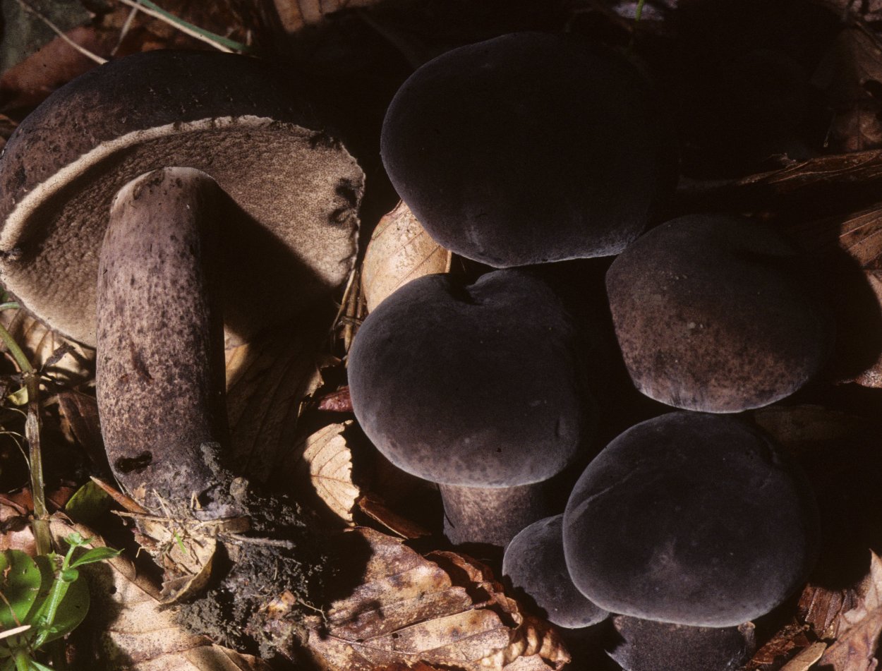 Tylopilus porphyrosporus гриб