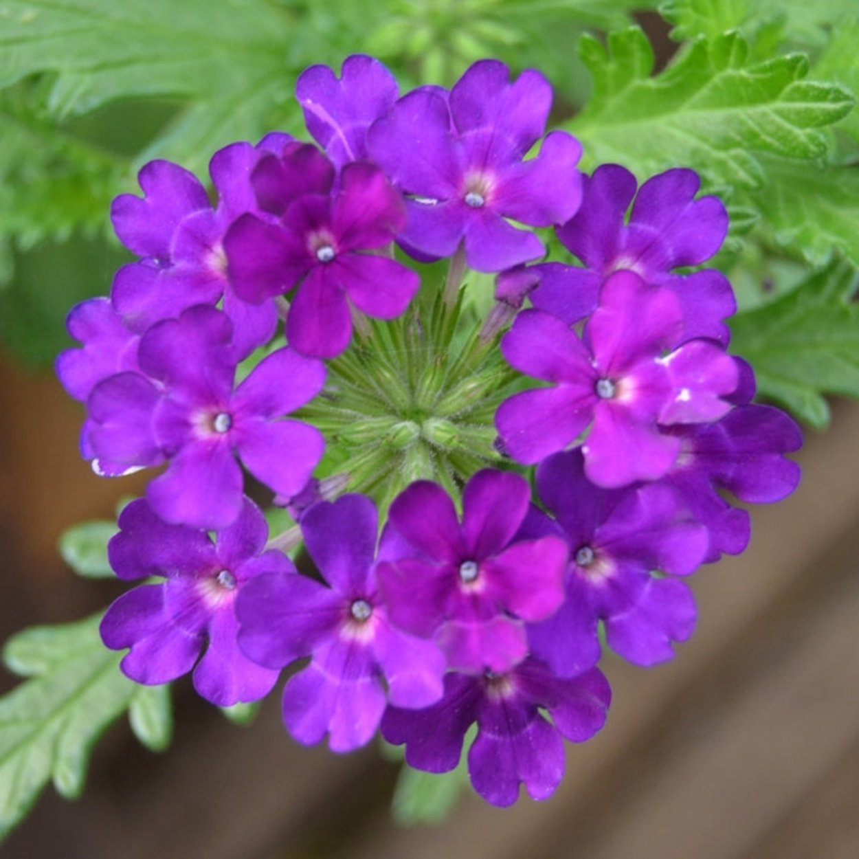 Вербена Empress Sun Violet