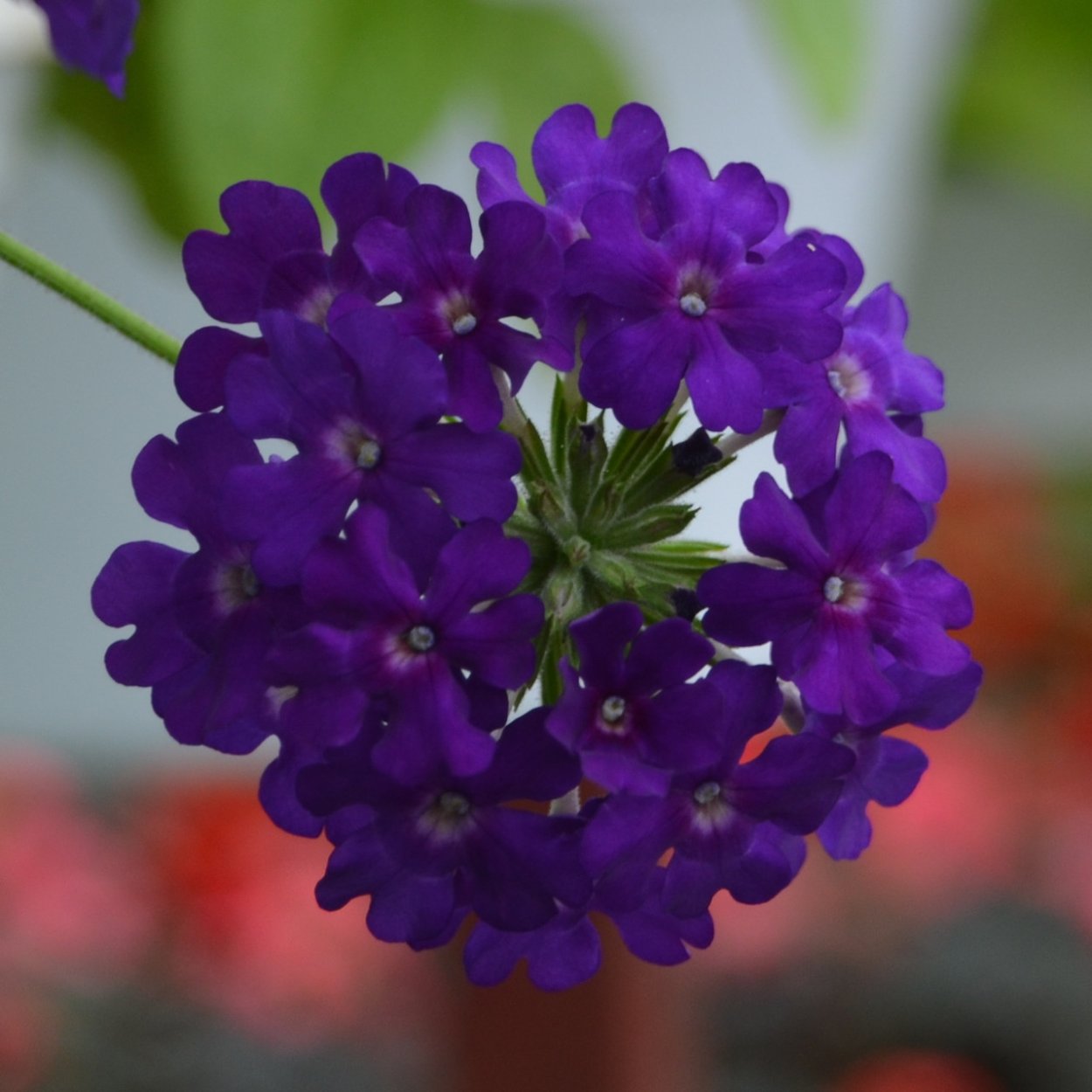 Вербена ампельная Empress Sun Violet