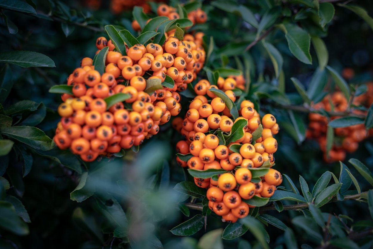 Пираканта турками (Pyracantha)