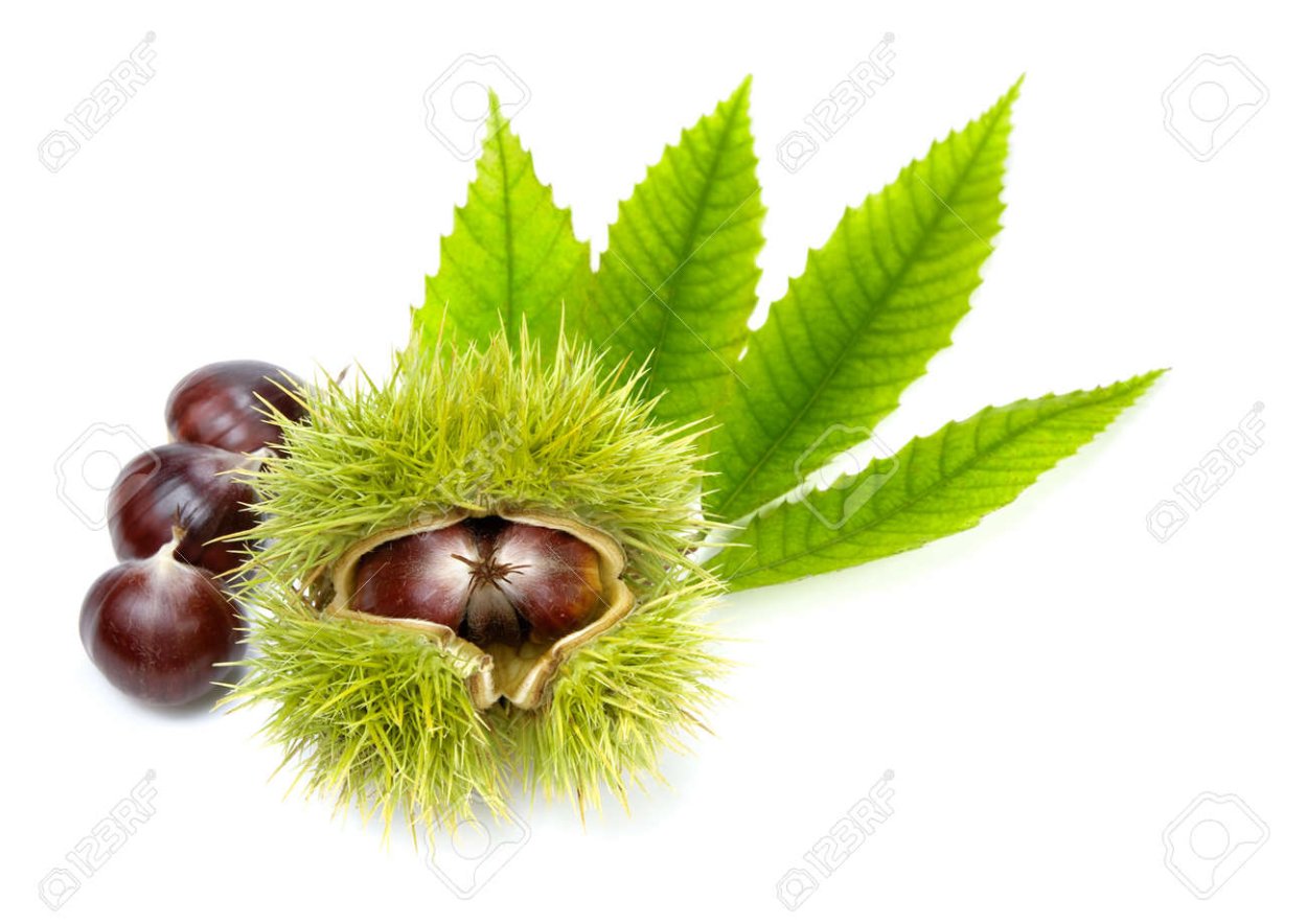 Ветка каштана