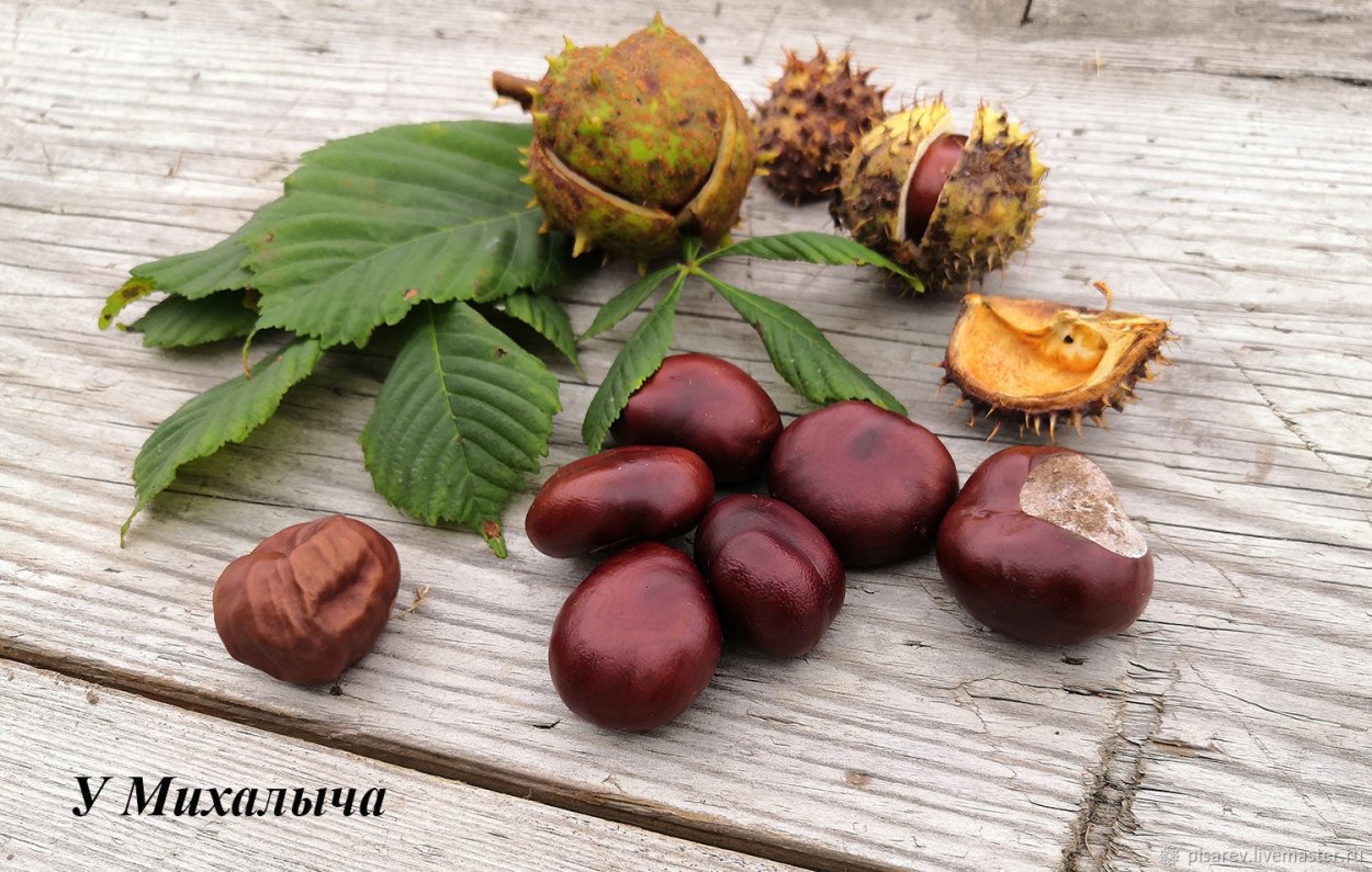 Конский каштан орех Кукмор