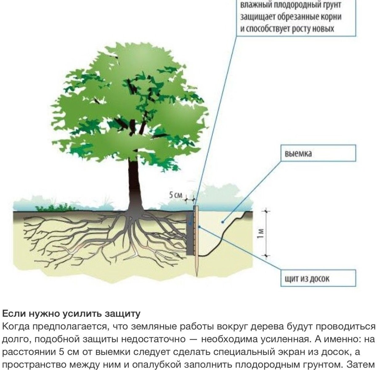 Корневая система каштана