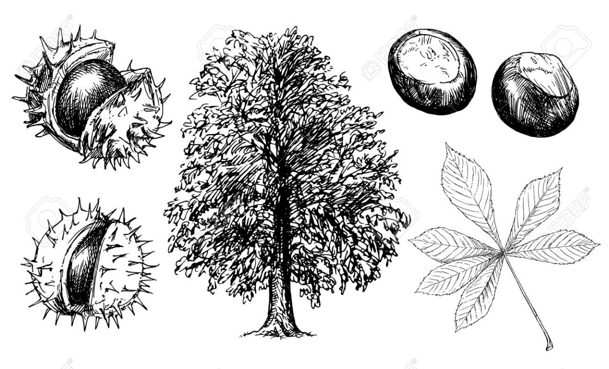 Каштан дерево