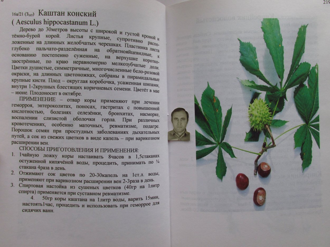 Характеристика листа каштана конского