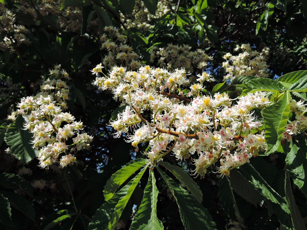 Дерево каштан Сегю