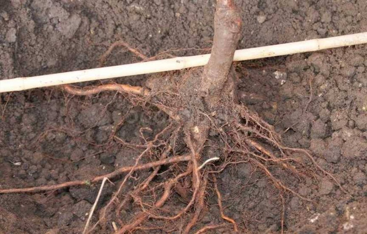 Природный материал для поделок