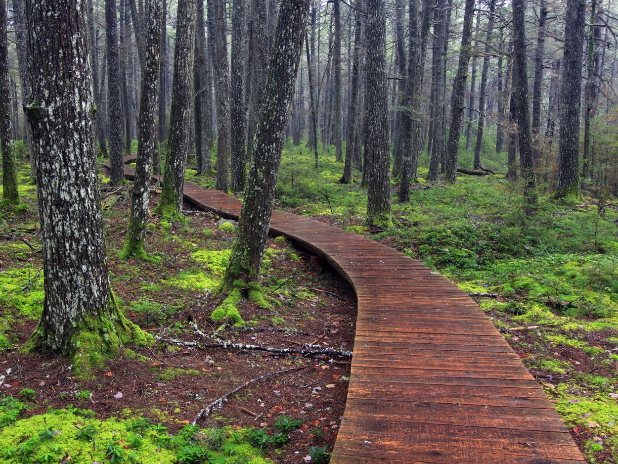 Настил деревянный в Битцевском парке