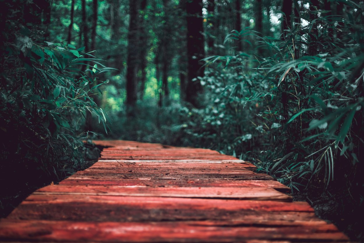 Деревянные настилы Битцевский парк