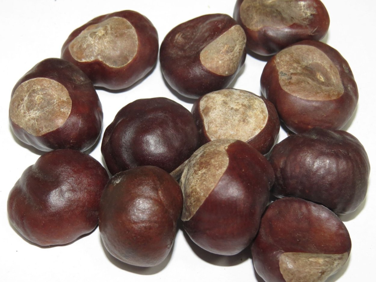 Каштан конский плоды