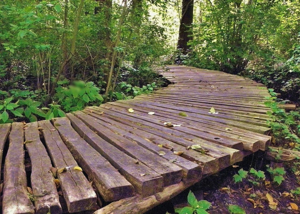 Аркадия Гарден японский сад