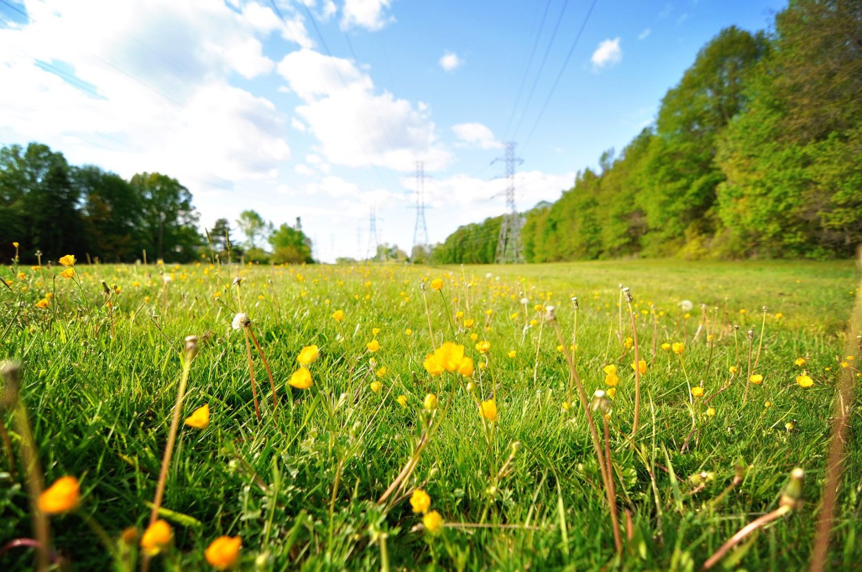 Поляна летом