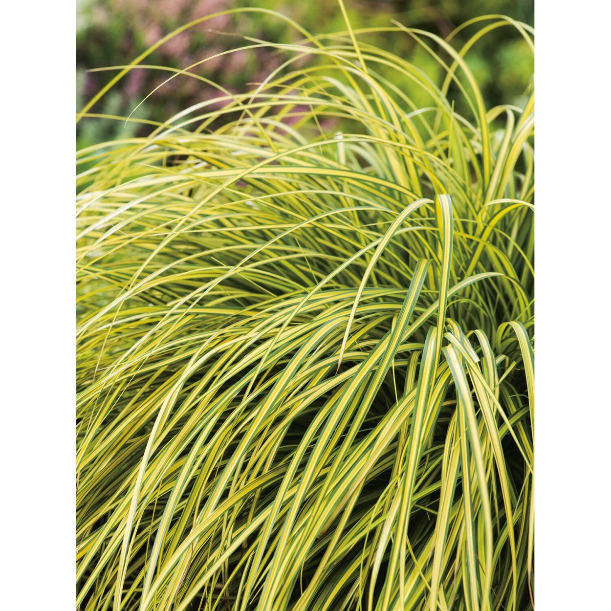 Осока Carex oshimensis Evergold