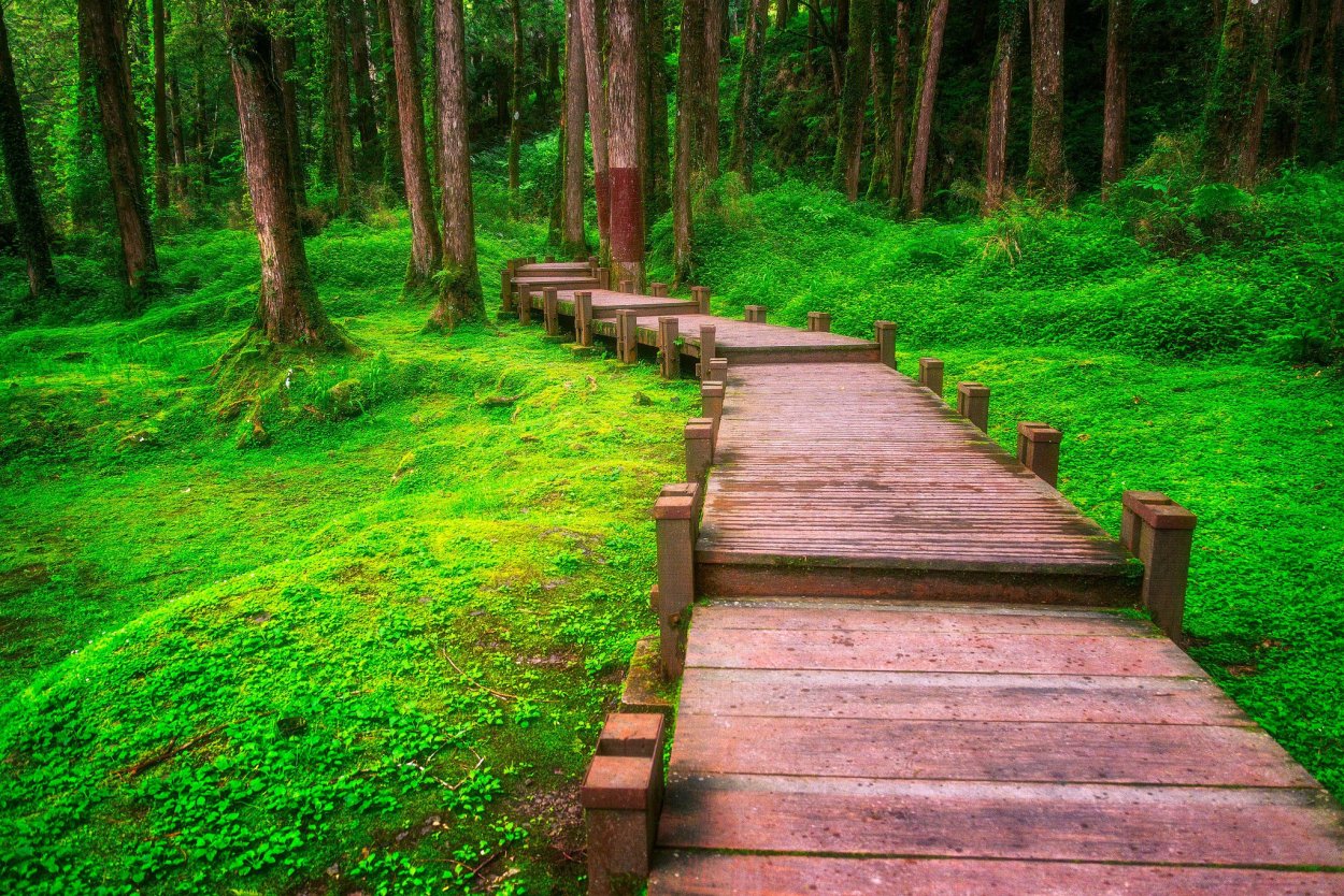 Деревянный настил в лесу