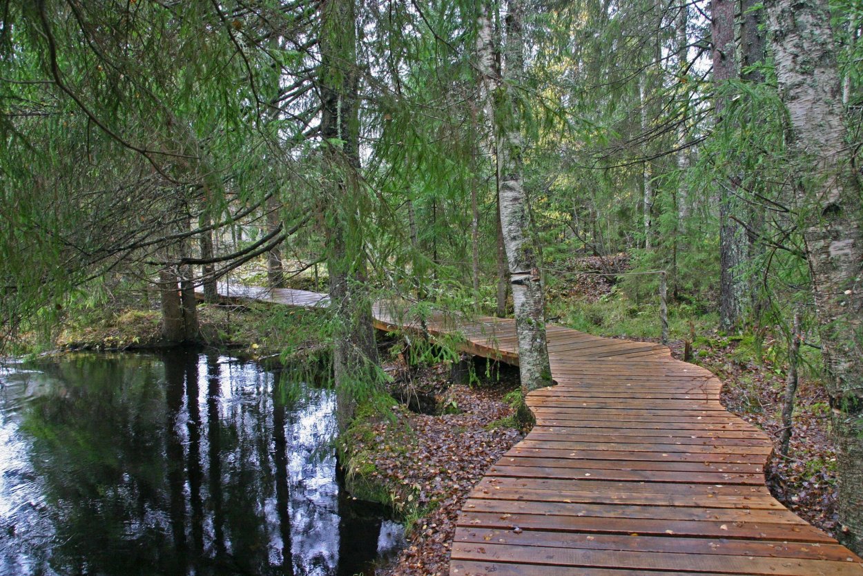 Деревянные тропинки