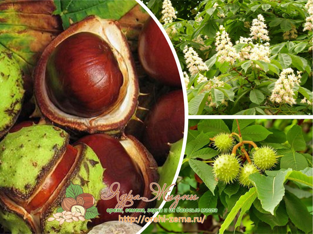 Каштан конский и посевной