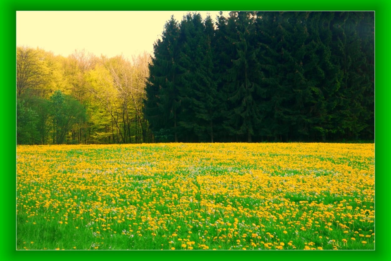 Желтые Одуванчиковое Поляна