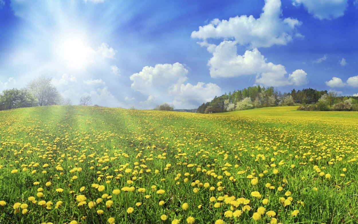 Поле одуванчиков